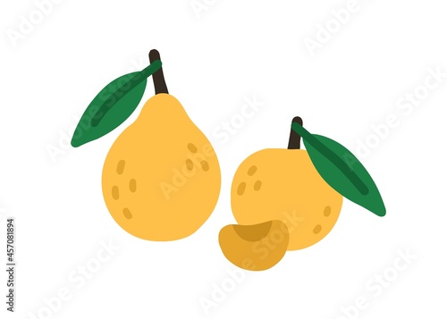 Whole pear and apricot with leaf. Doodle fresh full fruit and piece composition. Colored flat vector illustration isolated on white background