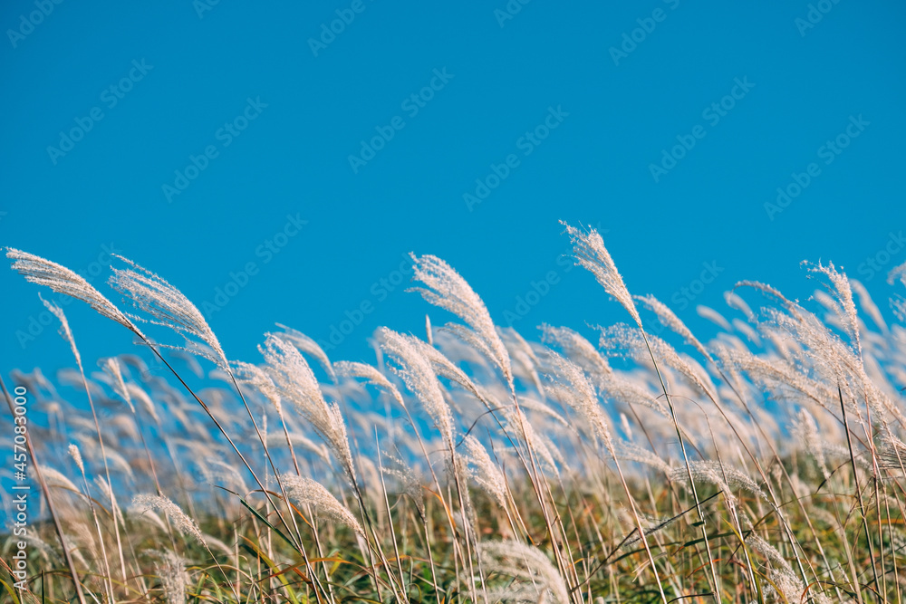 Obraz premium 青空と曽爾高原のススキ
