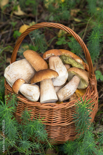 Fresh raw edible wild porcini mushrooms in wicker basket in nature in autumn fall forest close up