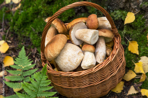 Freshly harvested edible wild porcini mushrooms in wicker basket in nature in forest with yellow autumn fall leaves close up
