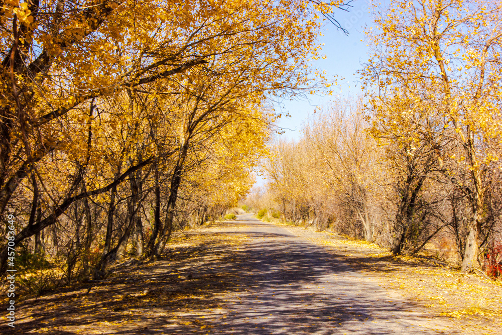 Obraz premium Where are the trees in September At dawn they stand in pairs, And sunset on their bark Leaves a trace amber.