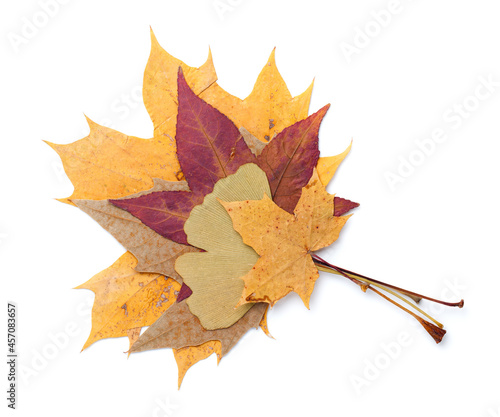 Autumn Leaves Isolated Over White Background