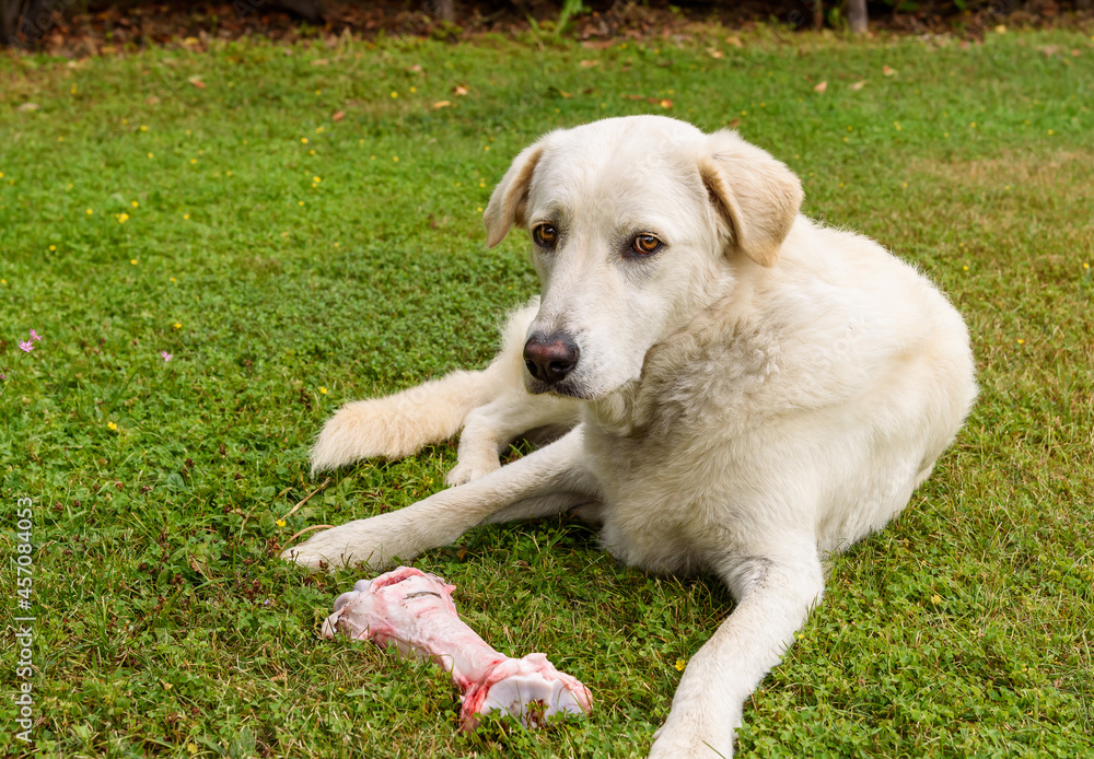 White dog with big raw bone on the grass field.