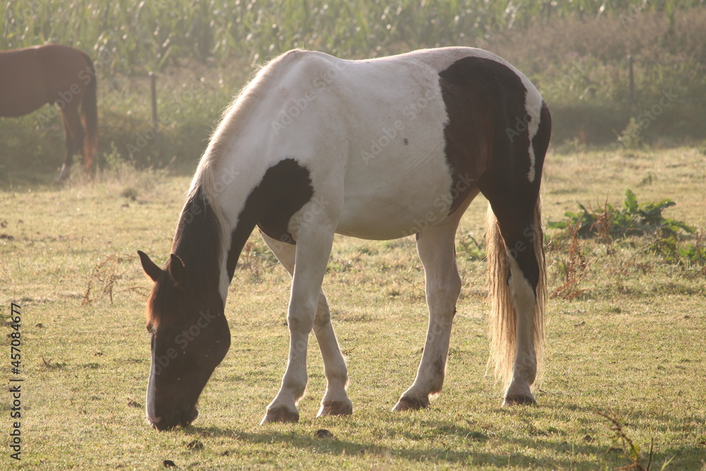 Naklejka premium France , Montivilliers , randonnée , GR21 , Normandie 