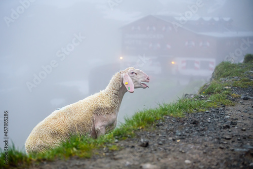 Sheep in Stubai Alps in Austria in a foggy morning.