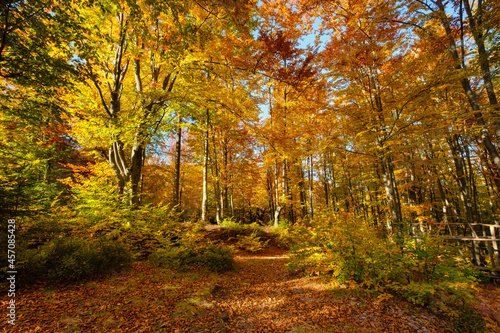 Fototapeta Naklejka Na Ścianę i Meble -  Sun rays through autumn trees. Natural autumn landscape in the forest. Autumn forest and sun as a background. Autumn image