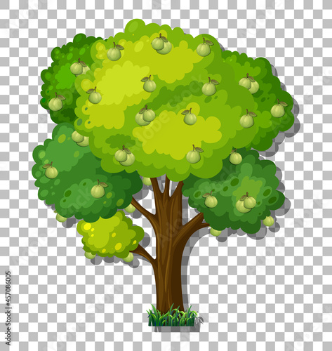 Guava tree on transparent background
