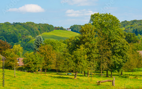 Apple trees in an orchard in a green grassy meadow in bright sunlight in summer, Voeren, Limburg, Belgium, September, 2021