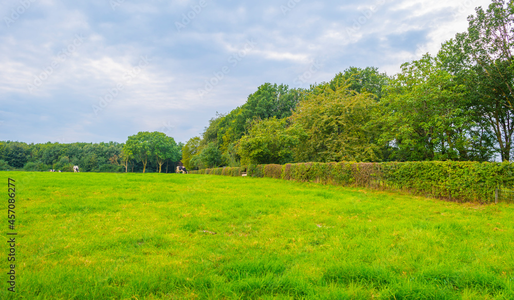 Fields and trees in a green hilly grassy landscape under a blue sky in sunlight in summer, Voeren, Limburg, Belgium, September, 2021