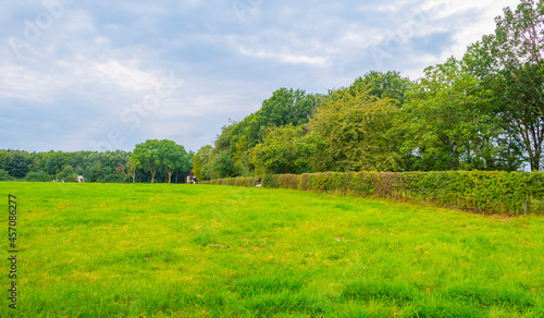 Fields and trees in a green hilly grassy landscape under a blue sky in sunlight in summer, Voeren, Limburg, Belgium, September, 2021 © Naj