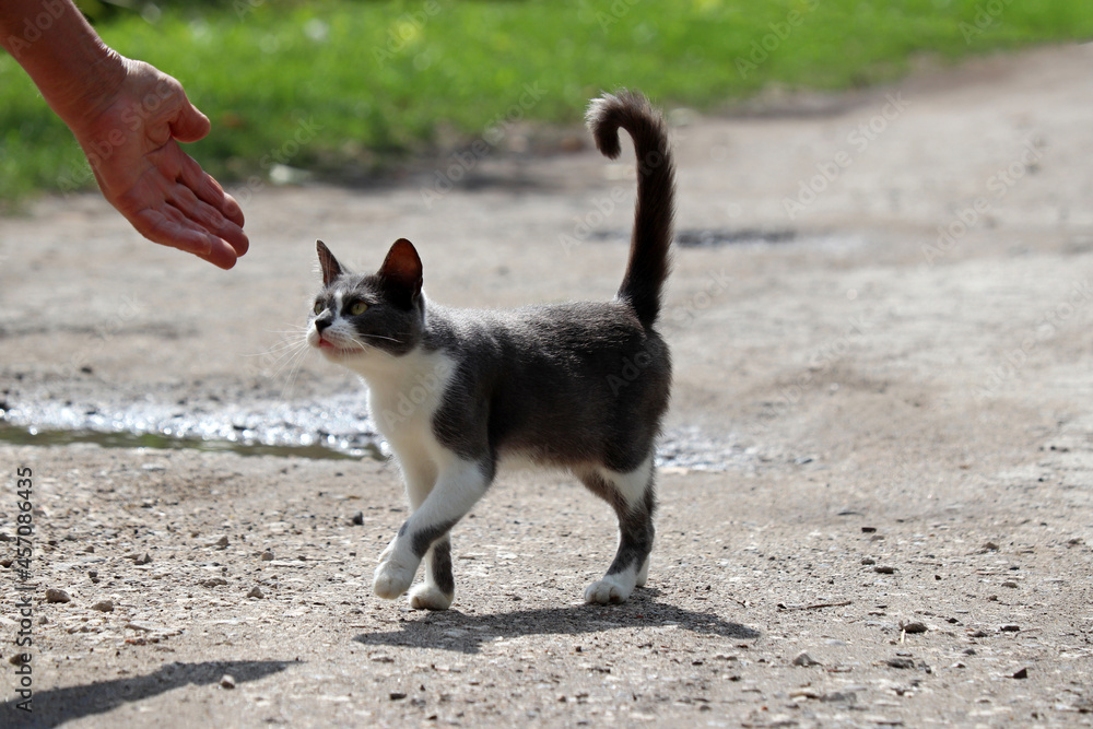 Cat reaches for the male hand, man playing with pet on the street. Concept of friendship of man and cat, feeding and care for stray animals