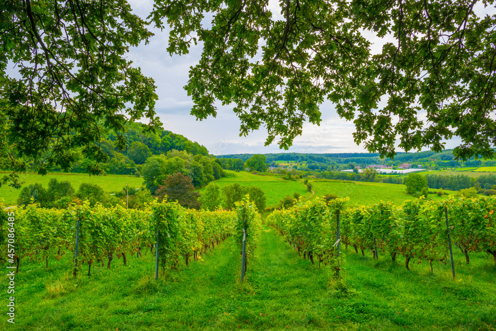 Naklejka premium Vines growing in a vineyard in a green grassy meadow on a hill in bright sunlight in summer, Voeren, Limburg, Belgium, September, 2021