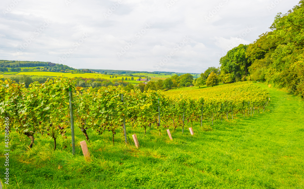 Naklejka premium Vines growing in a vineyard in a green grassy meadow on a hill in bright sunlight in summer, Voeren, Limburg, Belgium, September, 2021