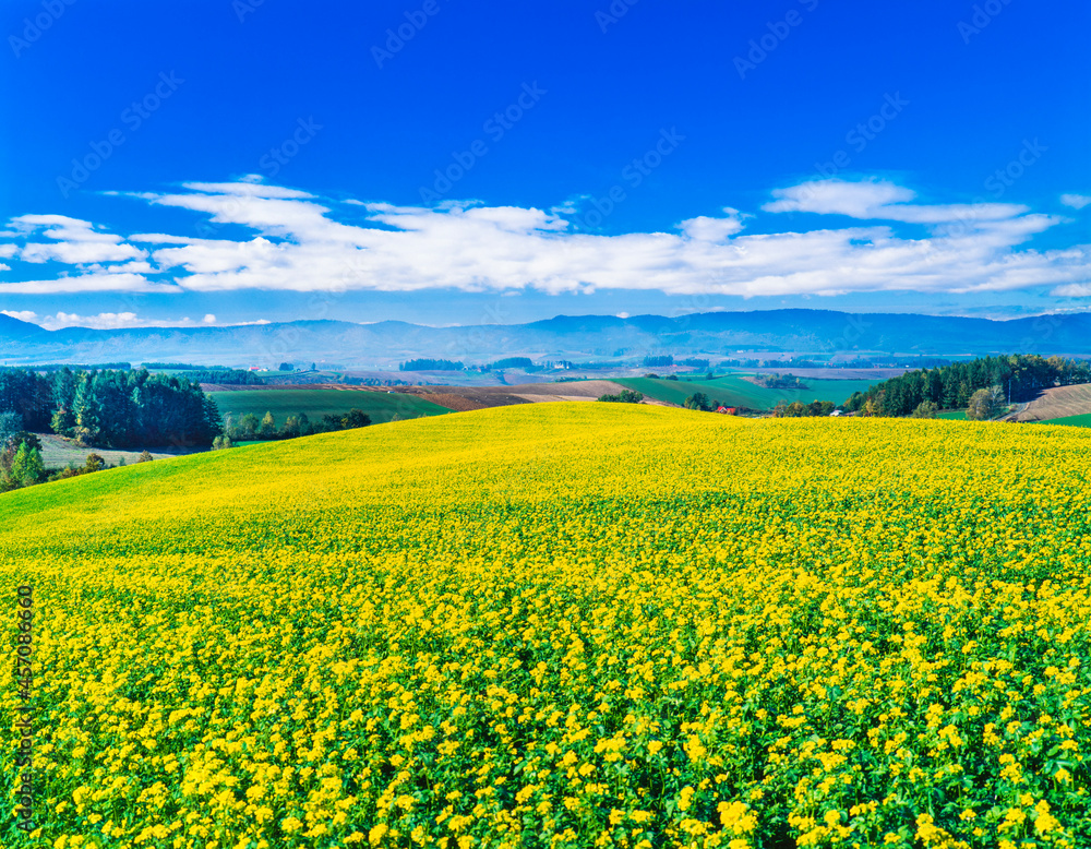 北海道　美瑛町　カラシナの花と大地