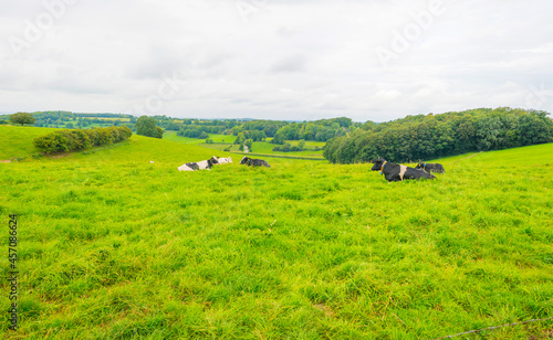 Cows in a green hilly meadow under a blue sky in sunlight in summer  Voeren  Limburg  Belgium  September  2021