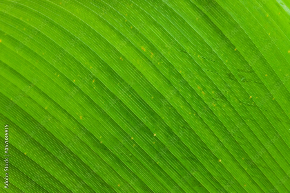 Close - up of green leaves nature background. Nature background of tree leaves texture and background seamless Close - up of green leaves nature background. Nature background of tree leaves texture and background seamless