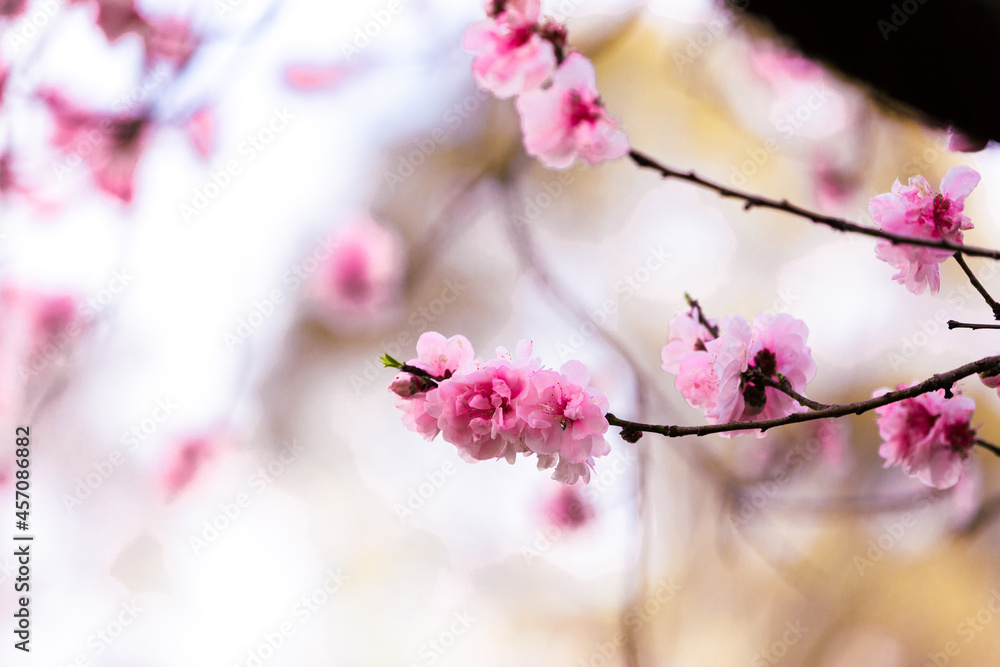 Cherry blossom blooming in spring. Cherry blossom blooming in spring.