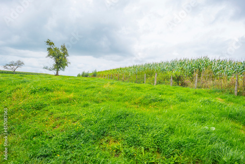 Fields and trees in a green hilly grassy landscape under a blue sky in sunlight in summer  Voeren  Limburg  Belgium  September  2021