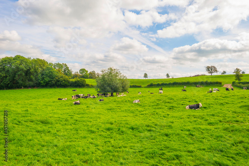 Cows in a green hilly meadow under a blue sky in sunlight in summer, Voeren, Limburg, Belgium, September, 2021