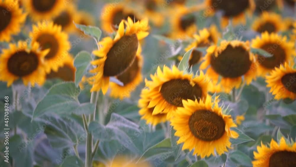 Sunflower swaying in the wind. Summer landscape with big farm field with sunflowers. Beautiful sunflowers field during sunset. Agriculture field with blooming sunflowers and sunlight. Slow motion Sunflower swaying in the wind. Summer landscape with big farm field with sunflowers. Beautiful sunflowers field during sunset. Agriculture field with blooming sunflowers and sunlight. Slow motion