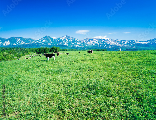 北海道　美瑛町　白金模範牧場と十勝岳山系 photo