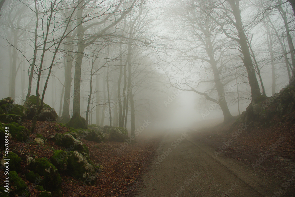 Naklejka premium Trees in a forest in spring with fog and moss on the rocks