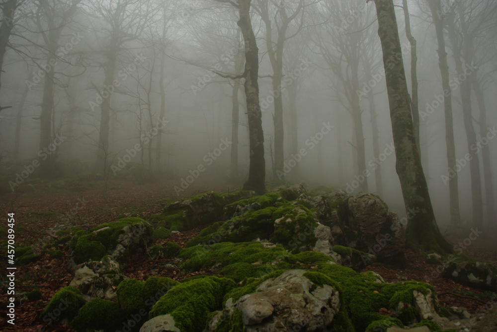 Trees in a forest in spring with fog and moss on the rocks