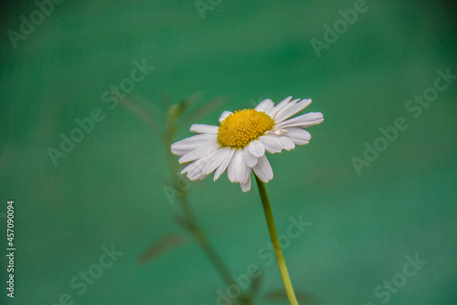 daisy in a garden