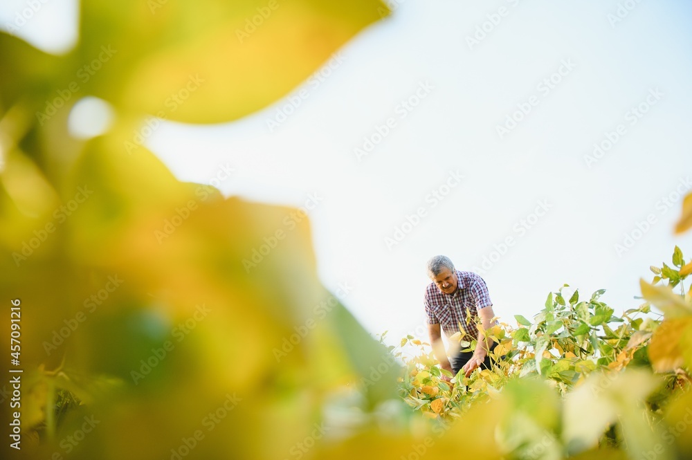 Fototapeta premium Portrait of senior hardworking farmer agronomist standing in soybean field checking crops before harvest. Organic food production and cultivation.