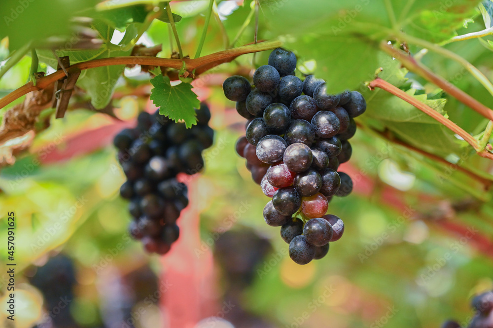 Grapes in a traditional greenhouse, Hoeilaart, Belgium Grapes in a traditional greenhouse, Hoeilaart, Belgium