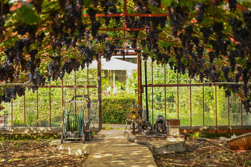 Grapes in a traditional greenhouse, Hoeilaart, Belgium photo