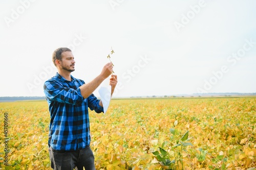 Farmer or agronomist examine soybean plant in field. © Serhii