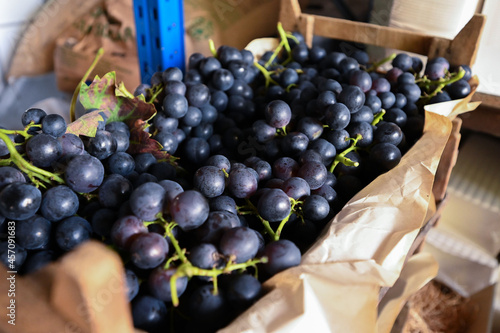 Grapes in a traditional greenhouse, Hoeilaart, Belgium photo