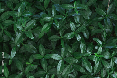 Dark background image. Carpet of periwinkle plant leaves. Top view. Flat lay  copy space