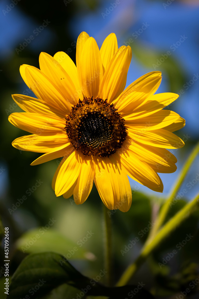 Sunflower Sunflower
