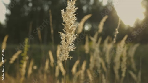 beautiful nature. clean lake in calm weather. Russian nature