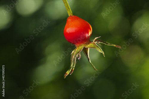 Ripe rose hip berry outdoors on sunny day, closeup