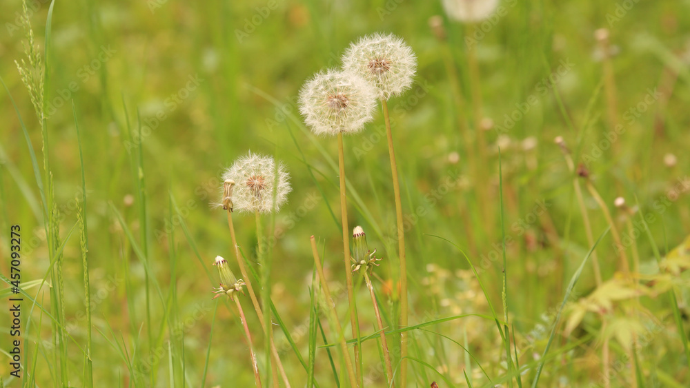 Group of Dandelions with Grass Fields