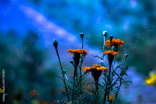  Marigolds in the flowerbed bloomed beautifully. Bright flowers on a green background
 photo