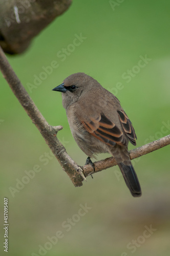 Vertical closeup shot of a cute grayish baywing bird standing on a thin broken twig in the wild photo