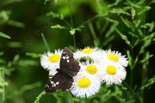 Dark  brown butterfly and white flowers. photo