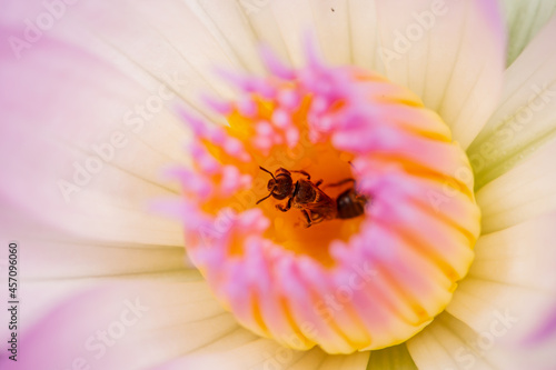 macro photography, bee, pollen, waterlily, trap, beauty, prey, enjoy, time