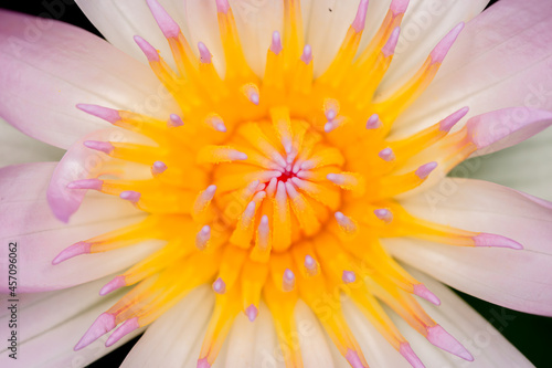 macro photography, bee, pollen, waterlily, trap, beauty, prey, enjoy, time