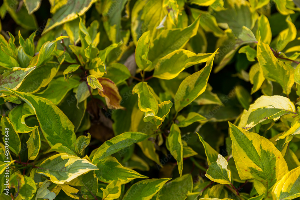 green leaves in the garden