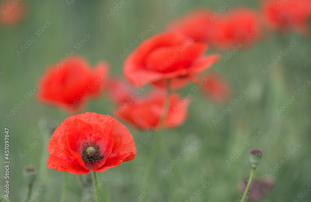 Naklejka premium Red poppies close-up, field of poppies, background