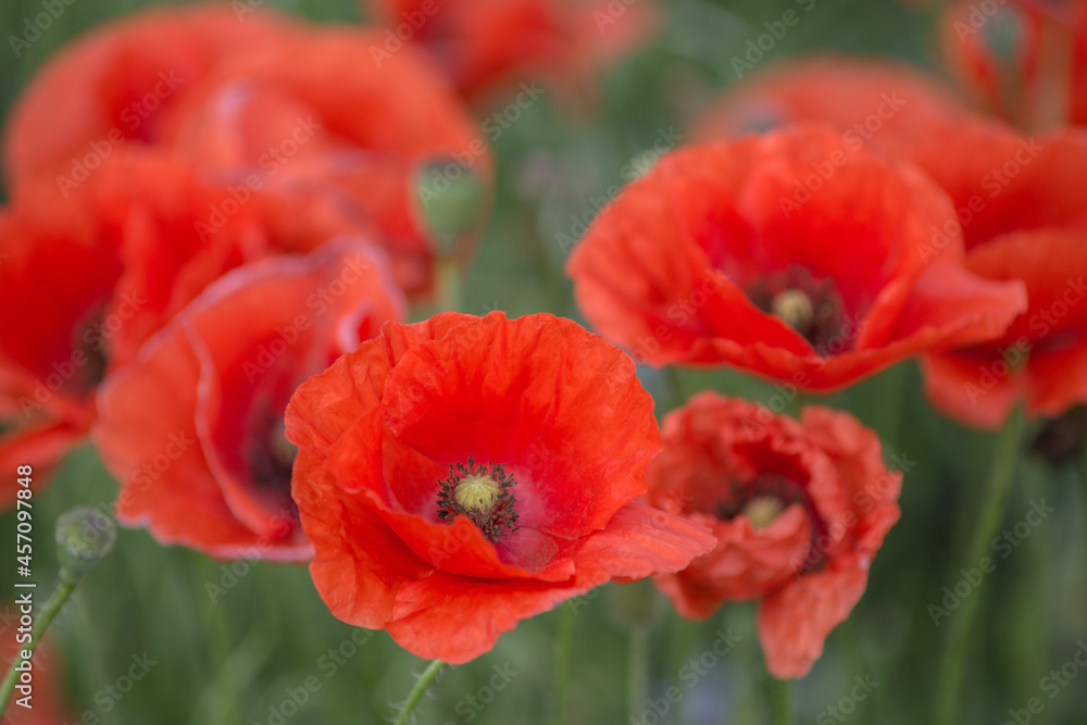 Obraz premium Red poppies close-up, field of poppies, background
