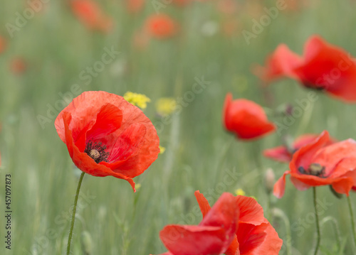 Red poppies close-up  field of poppies  background