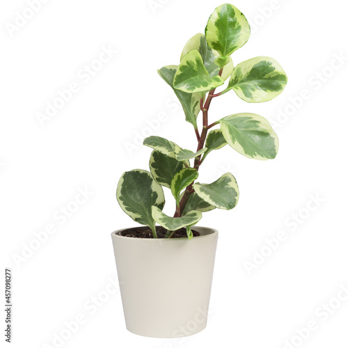 Potted Peperomia Obtusifolia Variegata, Variegated Baby Rubber Plant or Radiator plant houseplant. Isolated