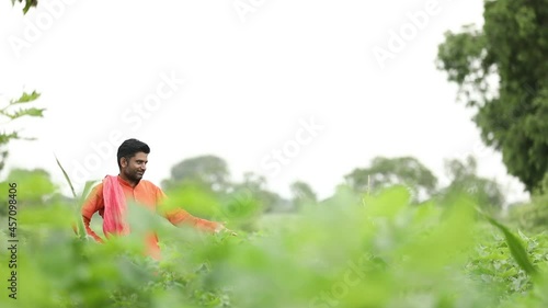 Wallpaper Mural Young indian farmer standing in cotton agriculture field. Torontodigital.ca