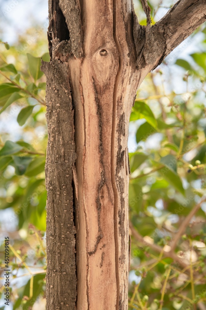 Fototapeta premium dry and cracked tree branch with peeling bark in close up
